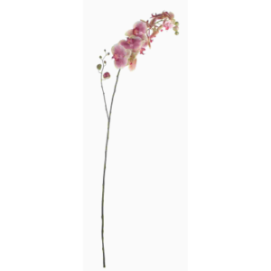 Rózsaszín orchidea
